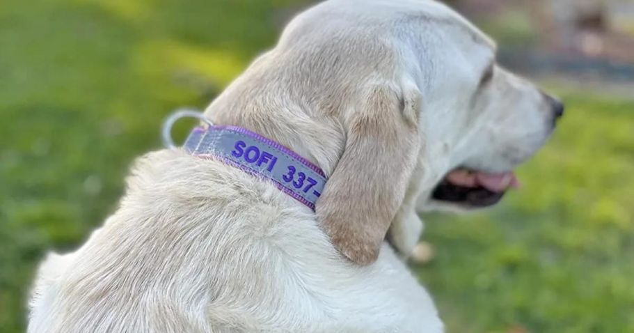 WOW! Personalized Dog Collars Just $5.49 Shipped on Amazon