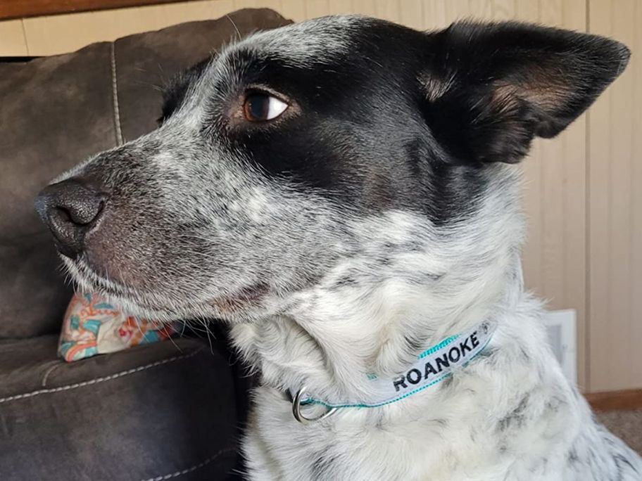 dog wearing Reflective Personalized Dog Collar