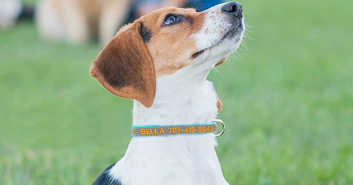 Personalized Reflective Dog Collars from $4.79 Shipped on  (Regularly  $12)