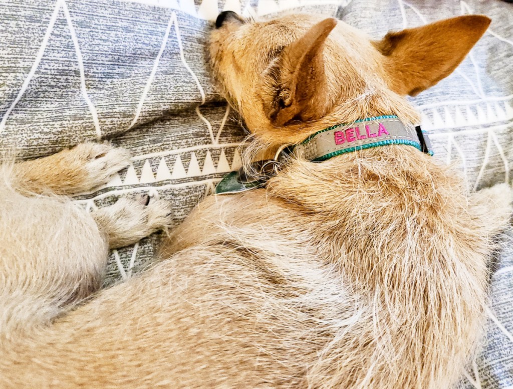 dog wearing personalized collar