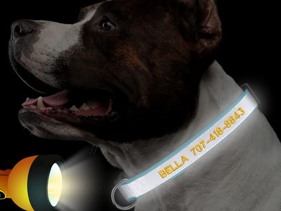 Suncliff-Reflective-Polyester-Personalized-Dog-Collar خصم 50% على أطواق الكلاب العاكسة المخصصة على أمازون | الأسعار تبدأ من 5.49 دولارًا أمريكيًا تم شحنها!