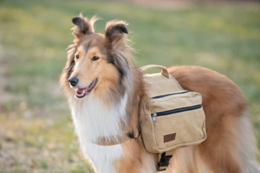 dog with a boxdog bag