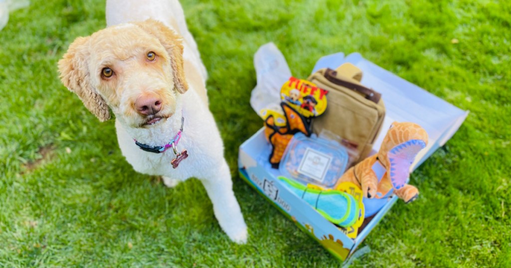 dog with dog subscription box filled with treats and toys