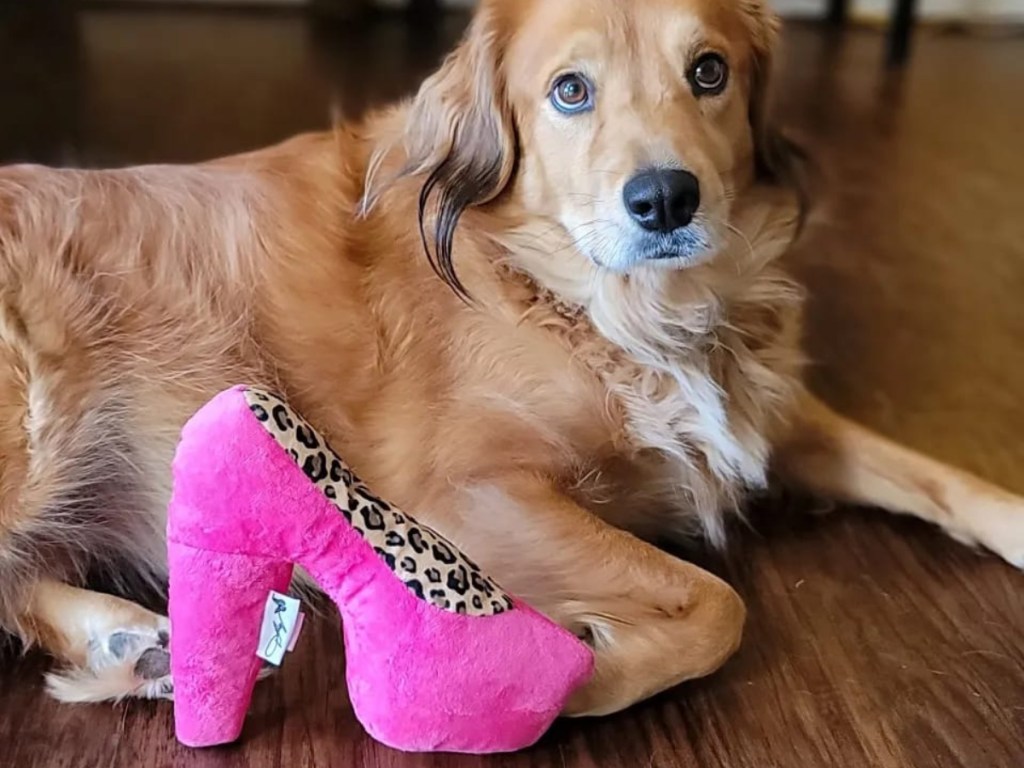 dog with plush shoe toy