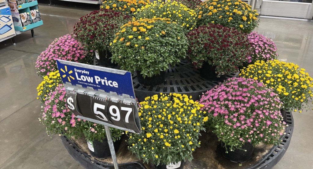 Live Fall Mums Only 5.39 at Target (Regularly 9) + More Cute Options