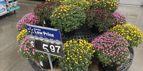 Fall Mums from $5.97 at Walmart (+ Order Pumpkin Spice Scented Mums Online)