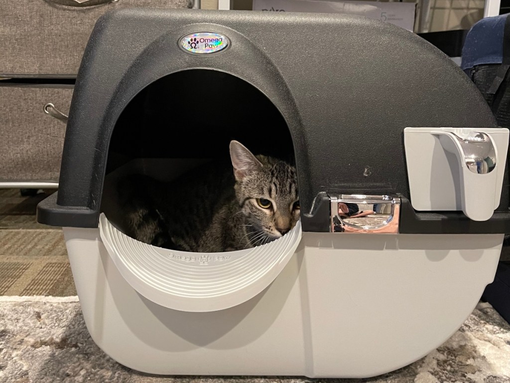 cat inside litterbox with lid