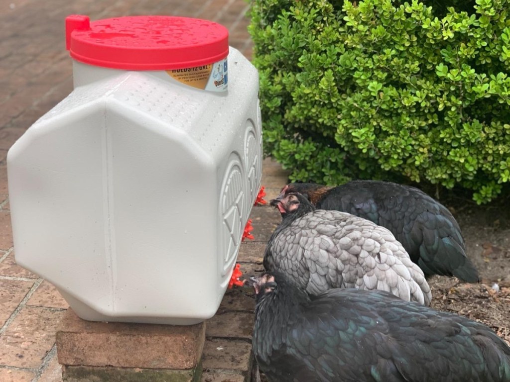 chickens drinking from a water tank