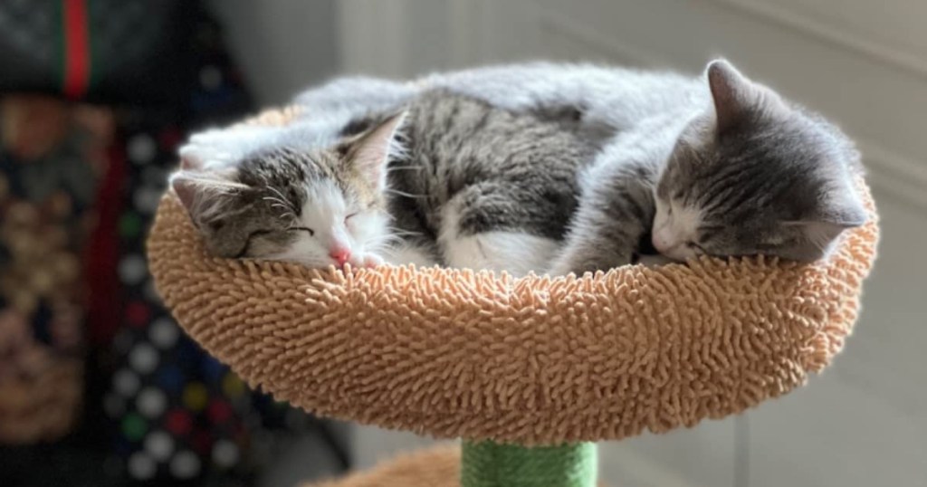 two kittens in a tan cat tree