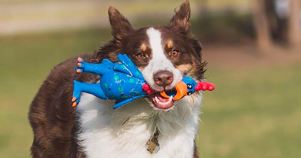 dog holding chicken dog toy in mouth