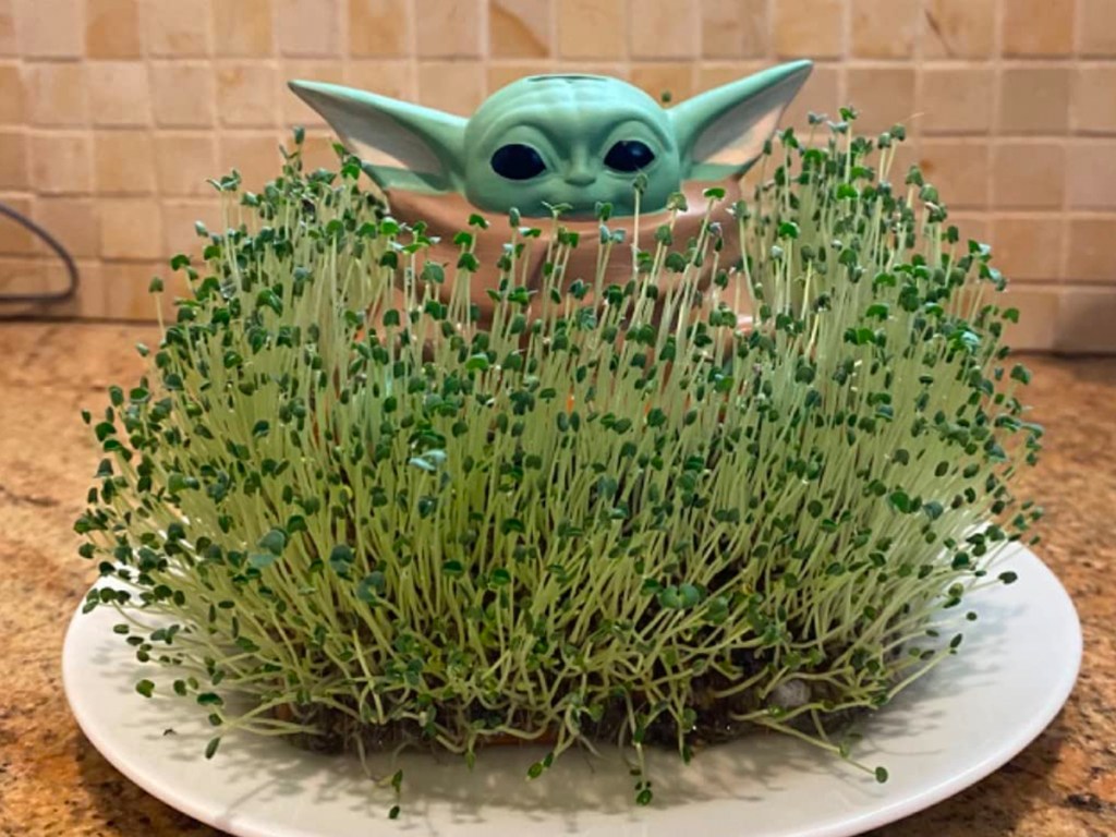 Chia Pets From 12 On Amazon Regularly 22 Star Wars Grogu David Chia pets from 12 on amazon regularly 22 star wars grogu david