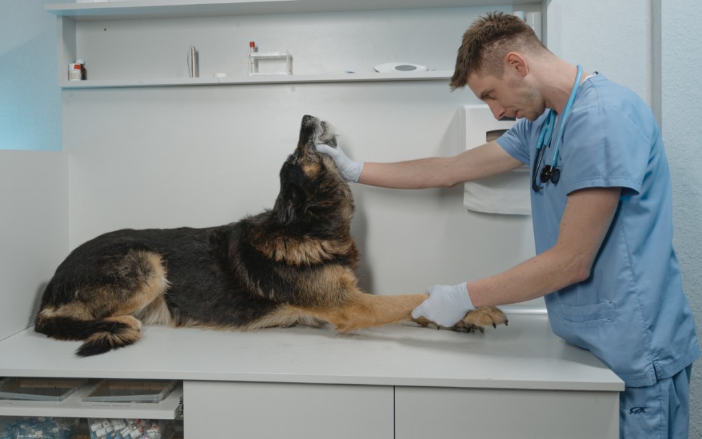 veterinarian examining dog