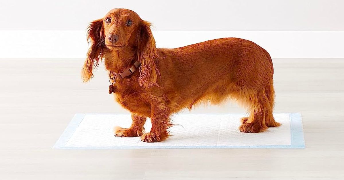 a medium-sized mixed breed dog standing on an Amazon basics regular sized puppy pee pads