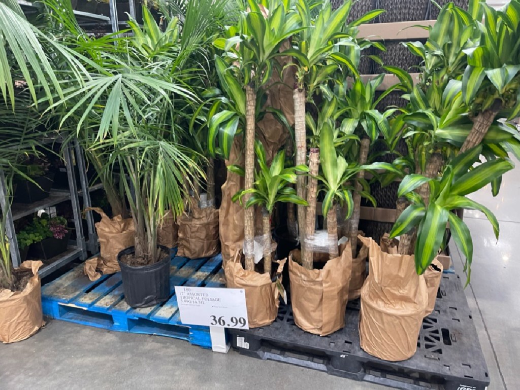 Tropical Foliage displayed on the floor at Costco 