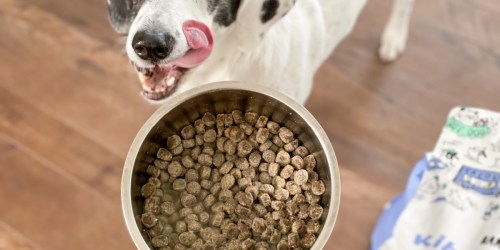 **BARK Food Created Breed-Specific Dog Food for Your Pup | Limited Time 30% Off Code!