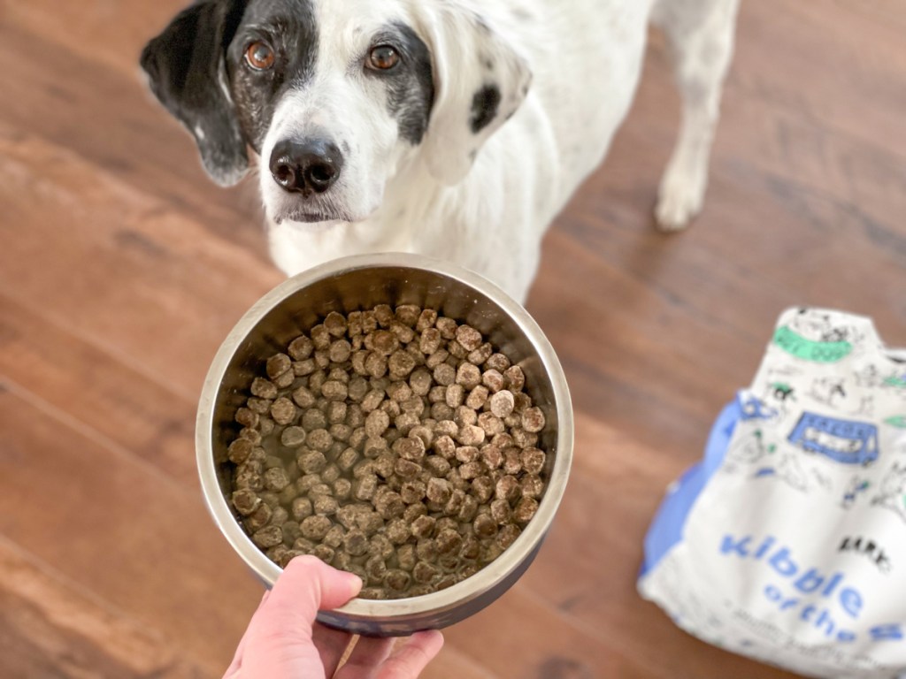 holding bowl of Bark Foods while dog looks at it