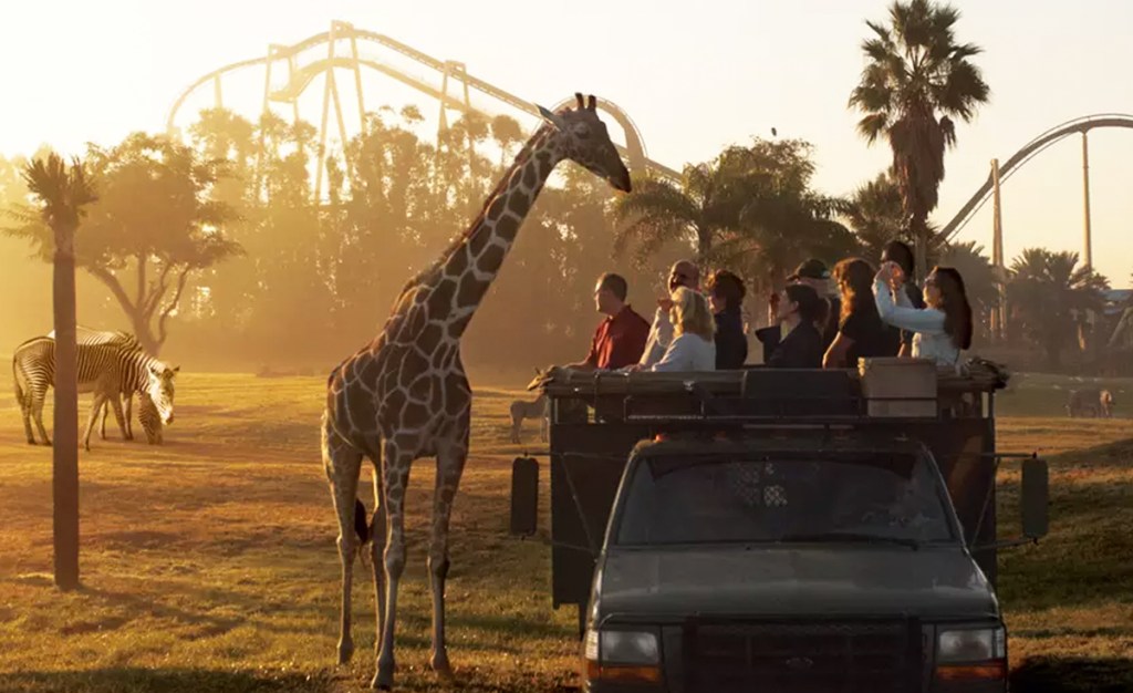 giraffe safari at Busch Gardens Tampa