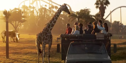Up to 40% Off Busch Gardens Tampa Tickets (+ Multi-Park & All Day Dining Options!)