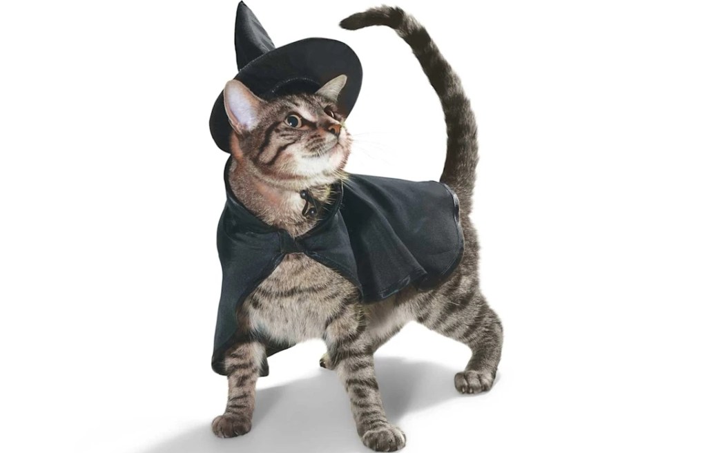 Cat Witch Costume