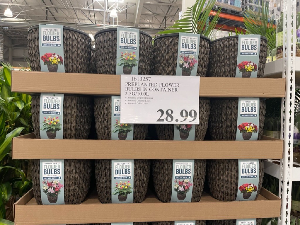 A Costco shelf with pre-planted flower bulbs in containers