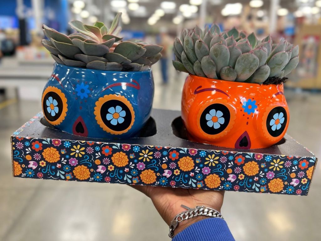 hand holding a carton with 2 Day of the Dead Succulents at Sam's Club