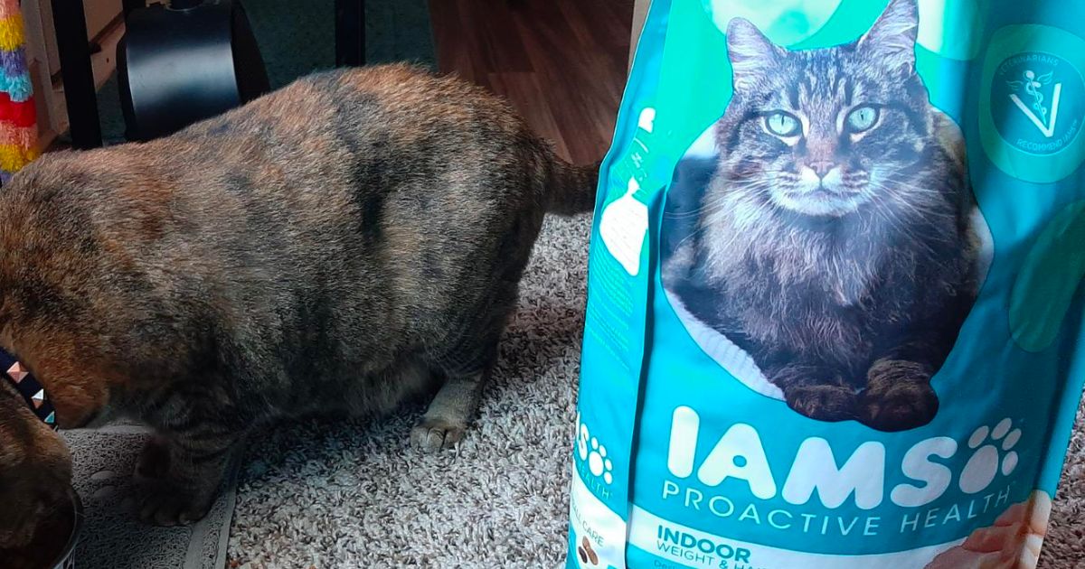Iams proactive health cat food