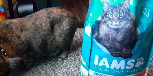 Over 40% Off IAMS Cat Food on Amazon + Free Shipping