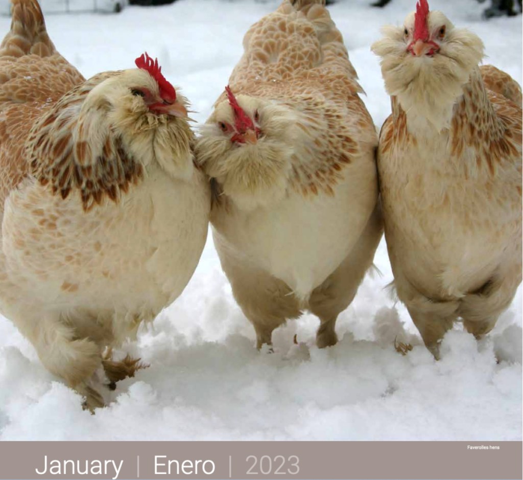 January Chicken calendar