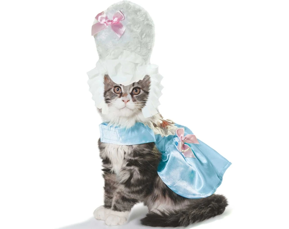 cat in a costume