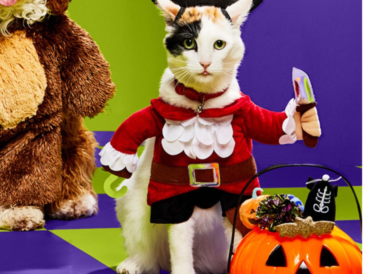 50-off-petco-halloween-costumes-toys-hip2save