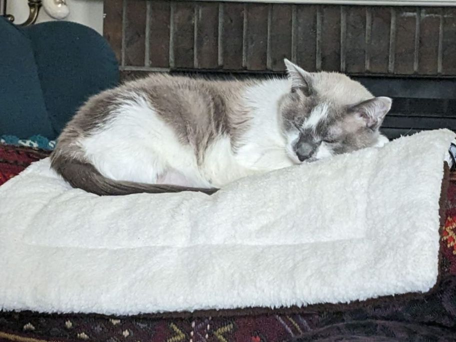 Cat laying on a K&H self-warming pet bed