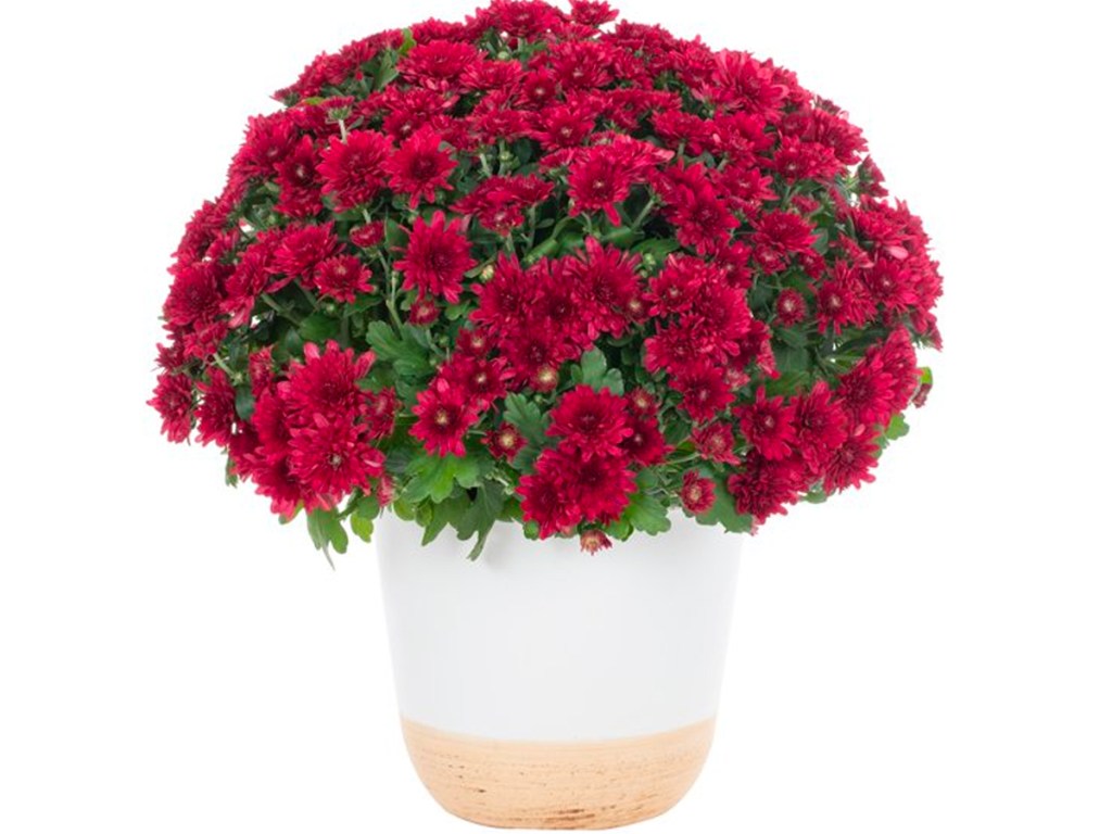 red mum in white and beige planter
