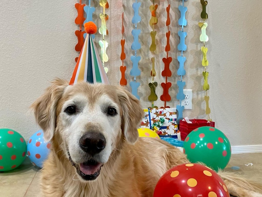 dog wearing birthday hat at party 
