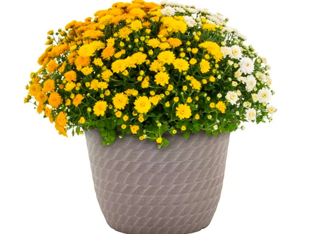 yellow and white mum in gray planter