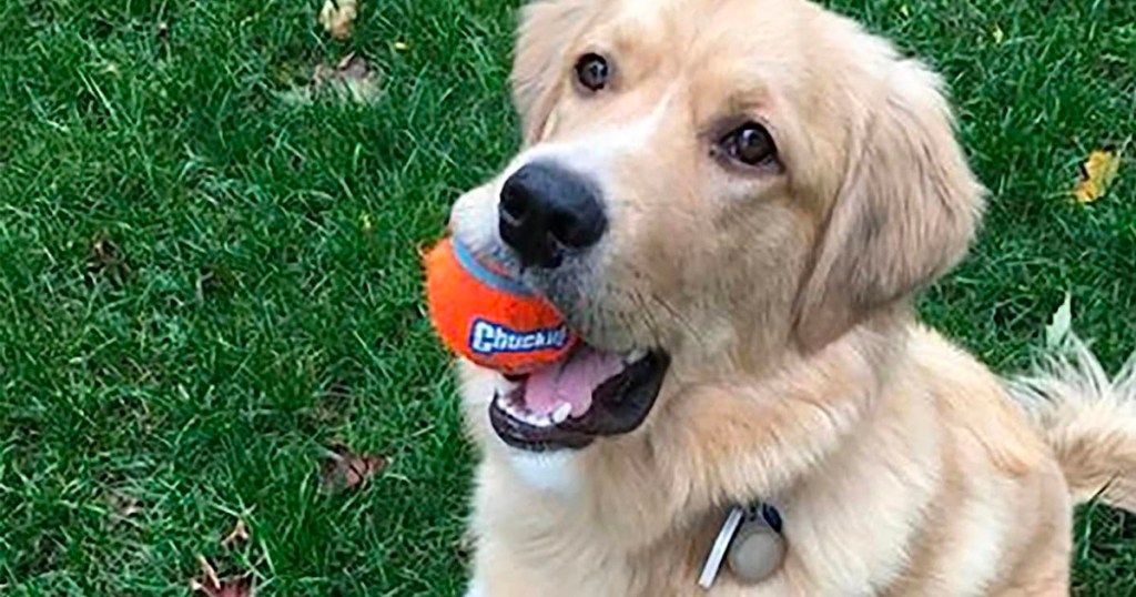 yellow lab with orange chuckit ball in mouth