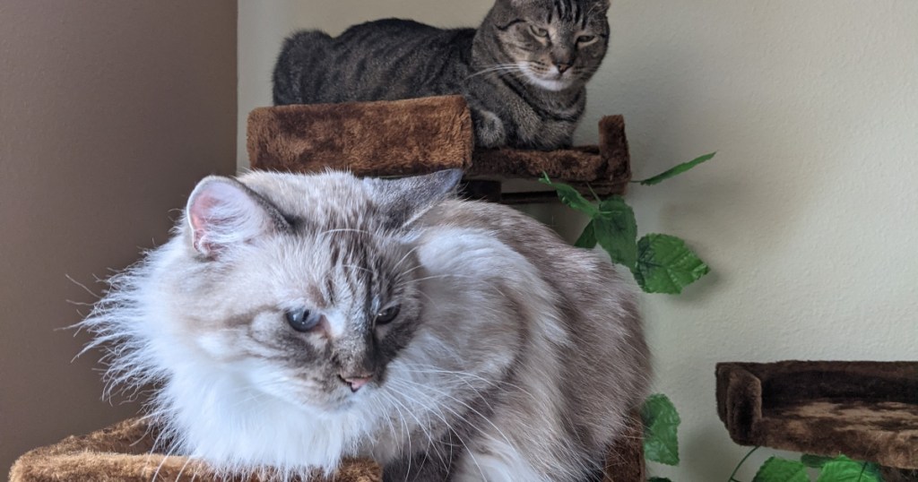 cats on brown cat tree