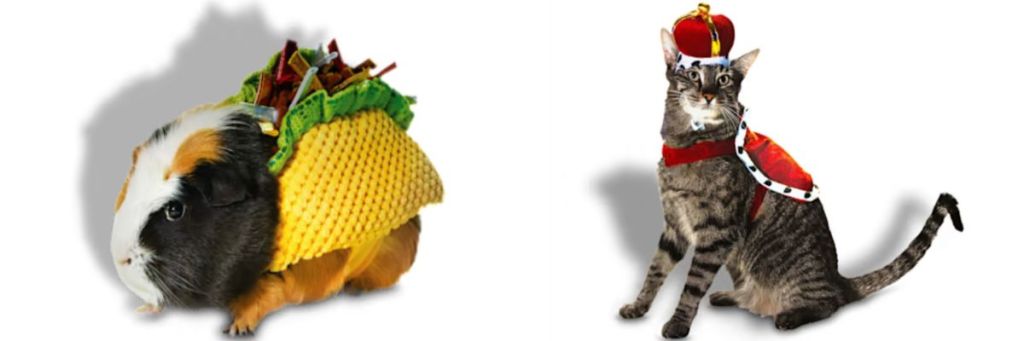 hamster in taco costume and cat in king costume