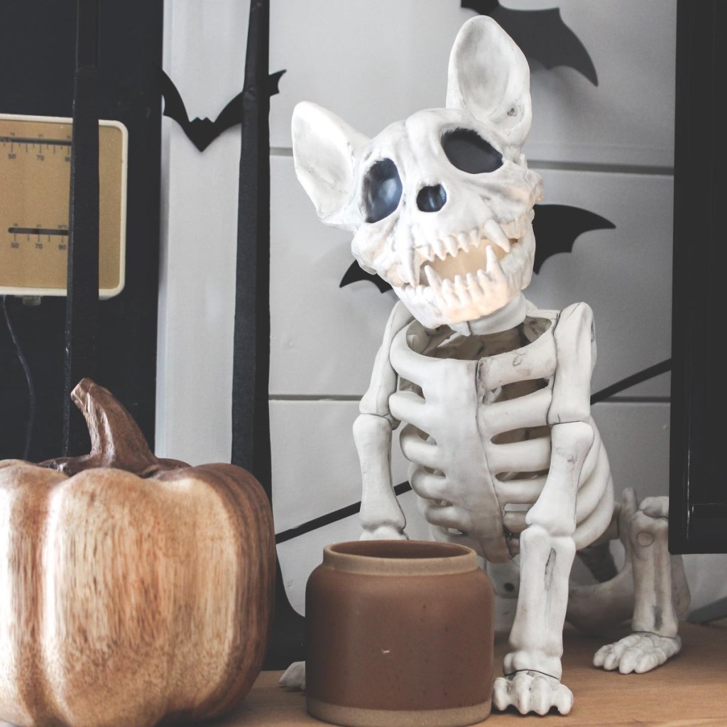 dog skeleton in tabletop display