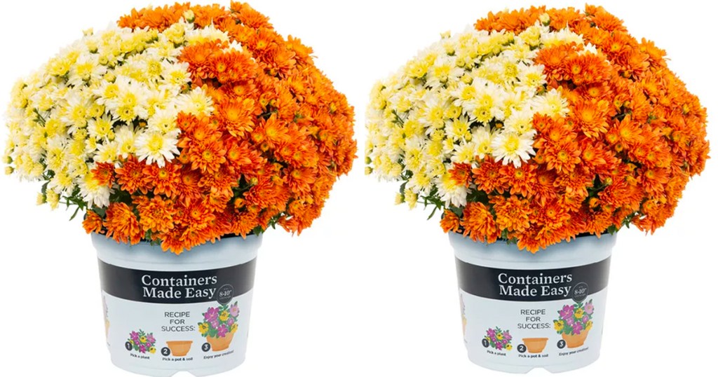 orange and white mums in containers