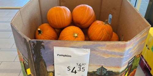 Large Pumpkins Possibly Just $4.35 at ALDI | Perfect for Fall Decorating