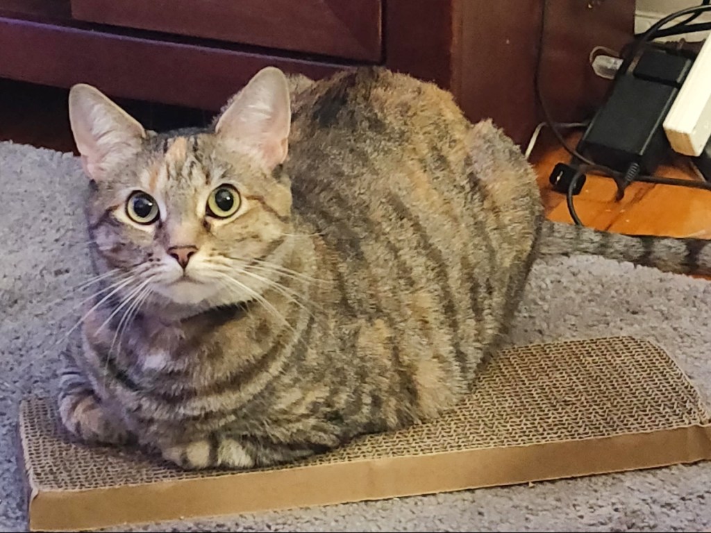 cat sitting on scratch pad