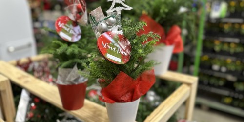 Costa Farms Live Plants in Christmas Planters from $7.79 Each on Lowes.com (Cute Gift Idea!)