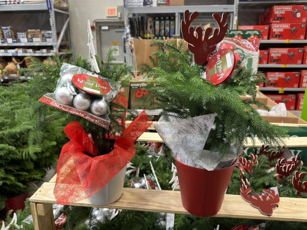 Costa Farms 14" Fresh Christmas Potted Norfolk Island Pines in store