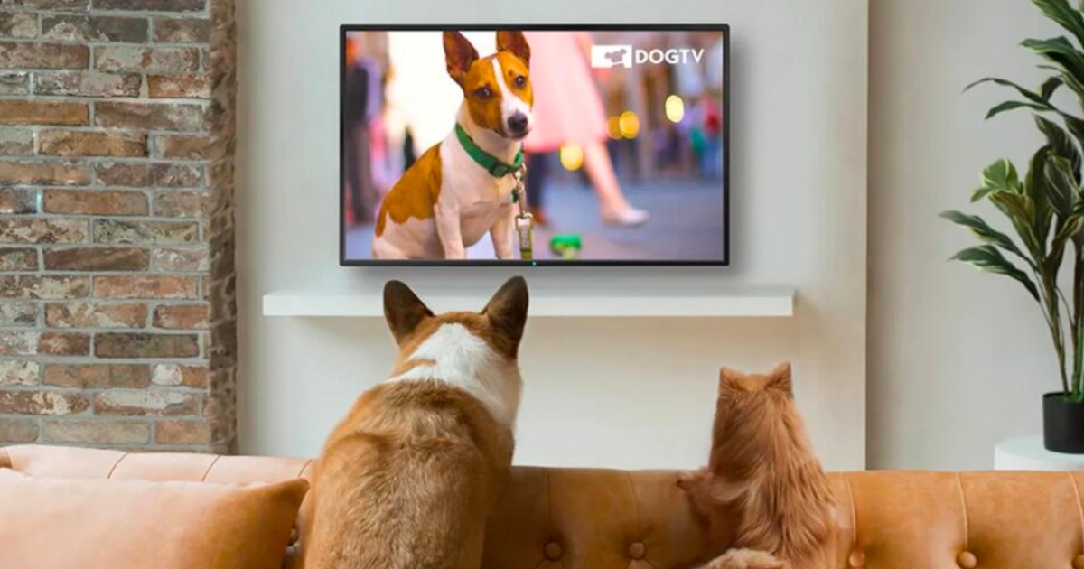 two dogs watching dogtv