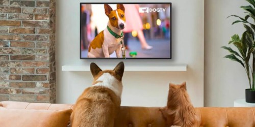TWO Free Months of DogTV | Christmas Gift Idea for Your Furry Friends