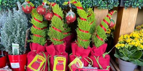 Trader Joe’s Grinch Christmas Trees Have Returned & They’re Only $9.99