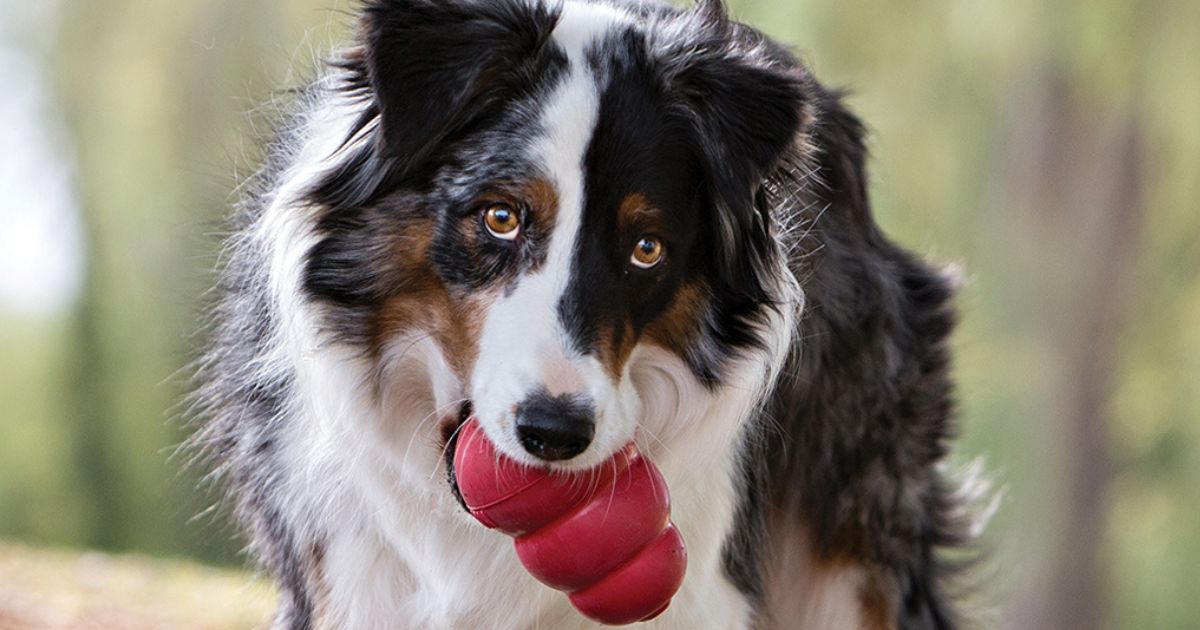 black and white dog with a red Kong toy in it's mouth