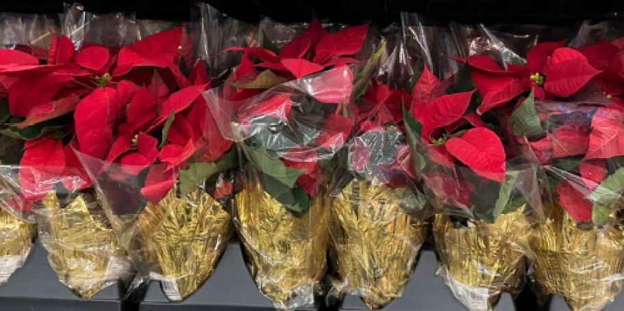 Lowe’s Potted Poinsettias Just $1.98!