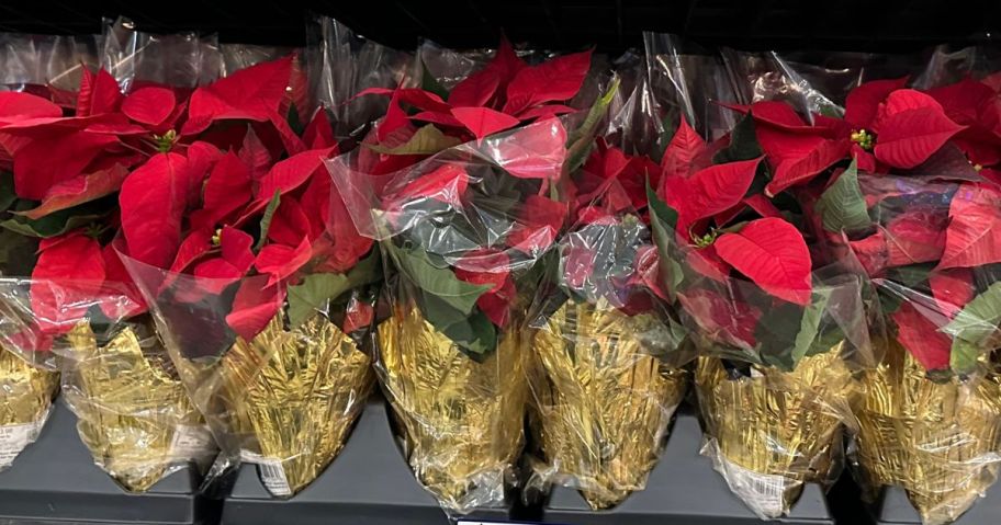 Lowe’s Potted Poinsettias Only $1.98 Each Starting 11/21