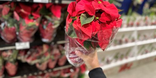 Lowe’s Potted Poinsettias Only $1.50 Each
